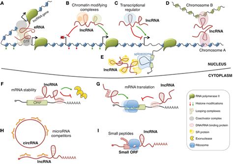 long  coding rna lncrna city university  hong kong