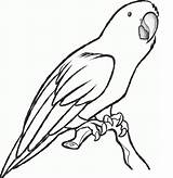 Parrot Coloring Drawing Pages Printable Sketch Colour Macaw Cute Step Realistic Parrots Kids Clipart Colouring Drawings Paintingvalley Getdrawings Dragoart Clipartmag sketch template