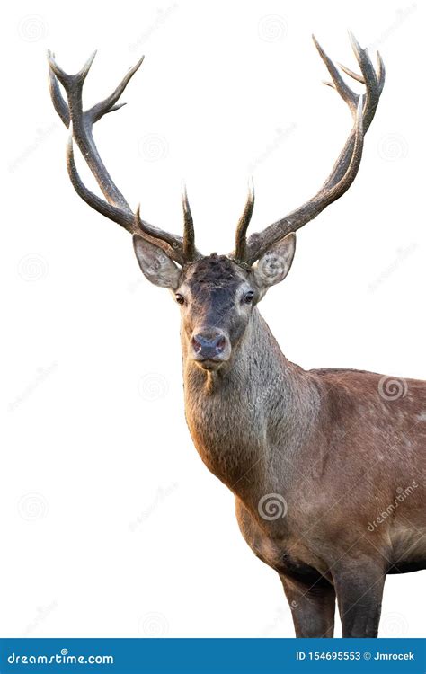 deer head stock    royalty