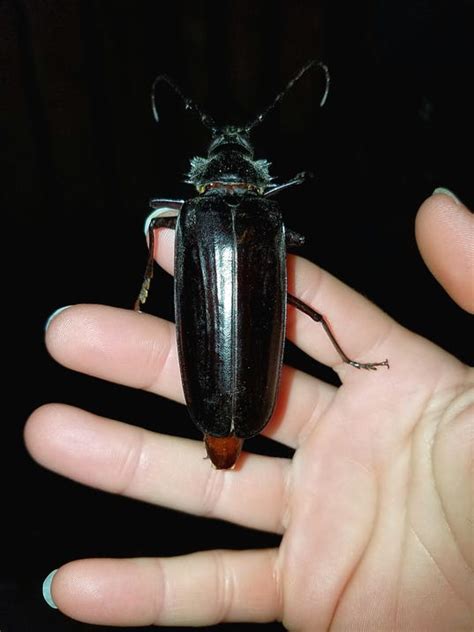 giant flying bugs   love terrorize arizona