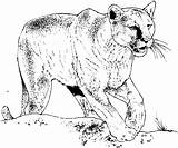 Coloring Pages Cougar Mountain Lion Big Cat Realistic Animal Burgess Book Print Bobcat Printable Panther Children Puma Color Cats Animals sketch template