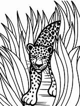Jaguar Coloring Pages Rainforest Animal Color Grass Printable Jaguars Animals Drawing Drawings Tall Jacksonville Crafts Car Head Baby Kids Forest sketch template