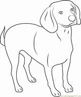 Coloring Dog Purebred Beagle English Pages Coloringpages101 sketch template