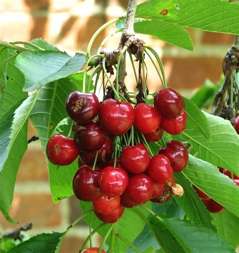 Sweet Cherry Prunus Avium © Evelyn Simak Cc By Sa 2 0 Geograph