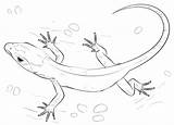 Lizard Coloring Pages Drawing Gecko Draw Skink Realistic Lizards Printable Step Reptiles Frilled Tutorials Una Drawings Small Horned Getdrawings Parentune sketch template