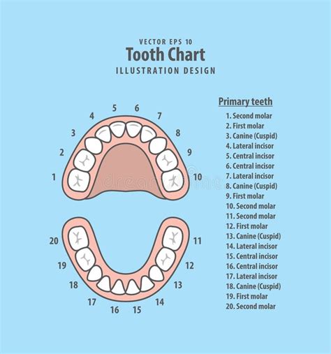 tooth number chart  identify primary teeth eruption charts