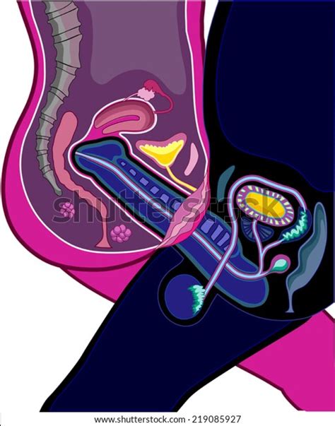 adult male female reproductive anatomy physiology stock vector royalty