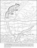 Iguana Reptiles Zeedieren Dover Lineart Kleurplaat Publications Designlooter Pixel sketch template