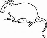 Coloring Rat Pages Printable Drawing sketch template