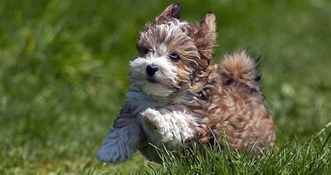 small dog breeds pictures