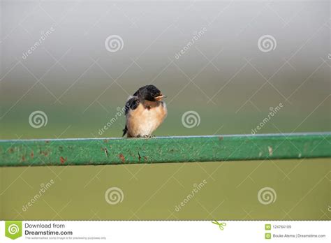 Juvenile Barn Swallow Hirundo Rustica Perched On Barbed Wire Waiting To