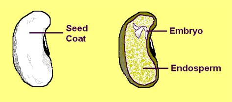 parts   seed
