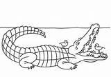 Alligator Coloring Pages Kids Printable sketch template