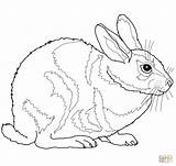 Coloring Rabbit Cottontail Pages Bunny Eastern Realistic Drawing Jack Animal Color Rabbits Print Grass Nest Getdrawings Hare Printable Uprooted sketch template