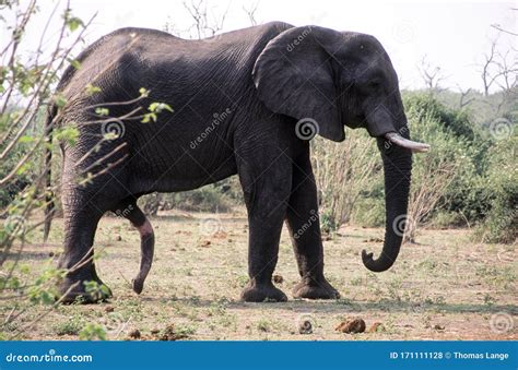 Big Male African Elephant With Extended Sexual Organ Afte Mating Stock