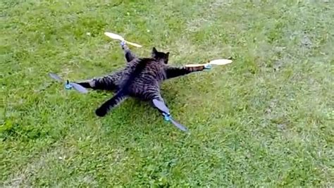 guy stuffed  dead cat      drone video dailymotion