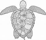 Tortue Anti Parfait Archivioclerici Coloriages Meilleures Choisir Tableau Duilawyerlosangeles sketch template