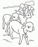 Coloring Sheep Pages Kids Popular Little sketch template