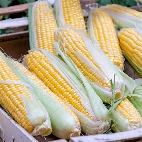 sweet corn festival millersport visit ohio today