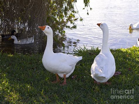 embden geese photograph  allan hughes fine art america