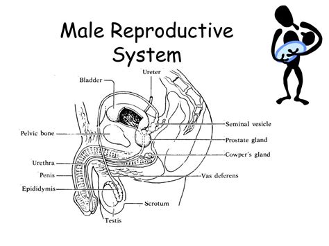 ppt human reproductive system review powerpoint