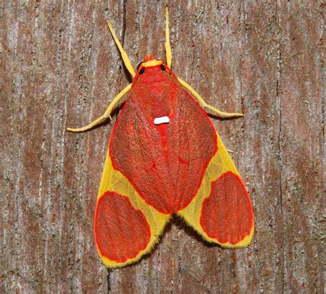 colourful noctuid moth  photo  flickriver