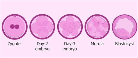 Embryo At Blastocyst Stage