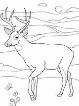Coloring Pages Deer Tailed Printable Buck Print Whitetail Kids Color Doe Drawing Face Head Deers Adult Clipart Hunting Animals Jumping sketch template
