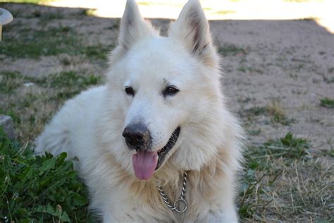 zwitserse witte herder alle info  hondenrassen de nieuwe hond