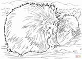 Porcupine Porcupines Stachelschweine Ausmalbild Zwei Coloringbay Supercoloring sketch template