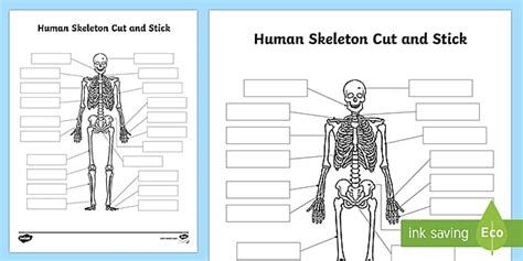 label  skeleton worksheet bones cut  paste activity