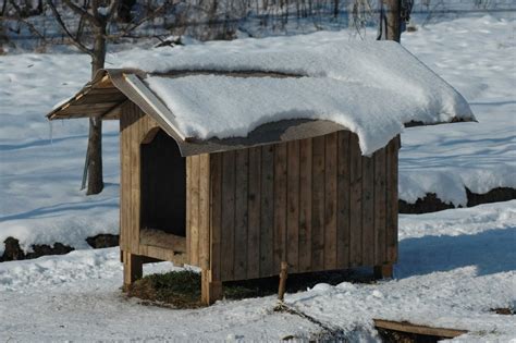 dog house warm   winter ultimate pet nutrition