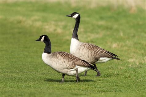 How To Tell A Male Goose From A Female Shemale Extrem Cock