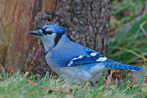 blue jay song  america