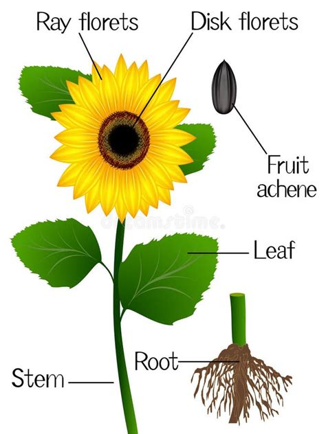 parts  sunflower plant morphology  flowering plant  root system flower seeds