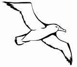 Albatross Albatros Coloring Desene Colorat Oiseau Planse Pasari Mouette Seagull Salbatice Imagini Freepngimg Animale Colering Tatoo Seabird Analytics Mancare Trafic sketch template