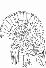 Turkey Coloring Wild Drawing Pages Line Outline Thanksgiving Turkeys Printable Drawings Florida Color Hunting Body Wood Paintingvalley Kids King Sheets sketch template