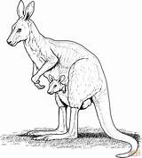 Kangaroo Coloring Canguru Joey sketch template