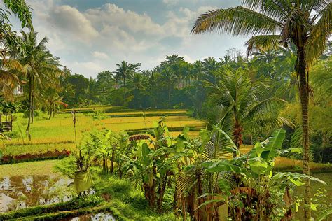 Rice Field Ubud Area Bali Photograph By Bob Pool Pixels