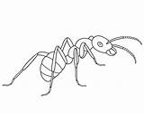 Ant Coloring Ants Pages Printable Template Drawing Insect Line Kids Simple Animal Colouring Color Templates Crafts Picnic Select Category Children sketch template