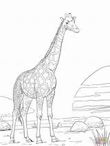 Coloring Giraffe Pages Realistic Printable Rothschild Adults Giraffes Sheets Color Drawing Sheet Animal Adult Print Drawings Supercoloring Outline Animals Book sketch template
