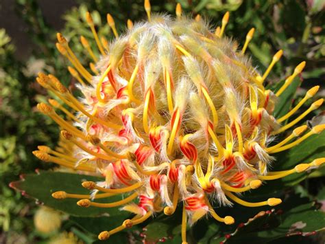 jennis beads  heart macro australian native flora