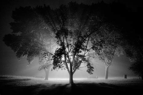 배경 화면 검은 자연 검정색과 흰색 나무 흑백 사진 우디 식물 어둠 하늘 사진술 안개 지구의 분위기 아침