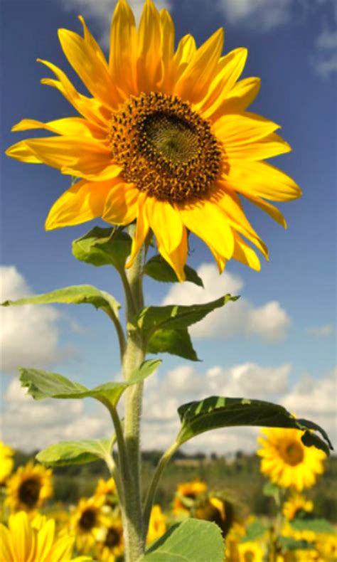 Hot Sunflower Wallpapers Appstore For Android