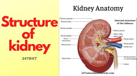 structure  kidney kidney anatomy    main structures   kidney nht
