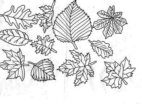 image  autumn leaf coloring page kids play color