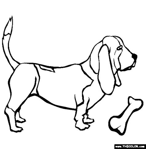 basset hound coloring page  basset hound  coloring dog