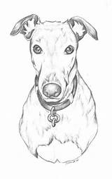 Greyhound Tat Coloring Imgarcade sketch template