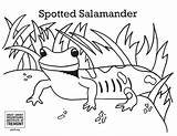 Salamander Coloring Tremont sketch template