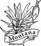 Coloring State Flowers Montana Pages Flower Printable Kids Bitterroot Minnesota Google sketch template